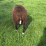 Zwartble Ram Lambs Image 6