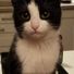 polly085