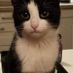 polly085