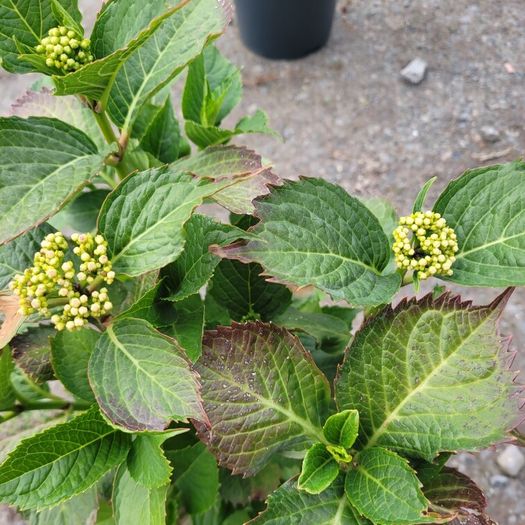 mature plant bundle