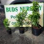 Portuguese Laurel Hedging from 5 euro Image 2
