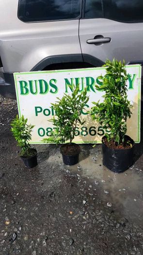 Portuguese Laurel Hedging from 5 euro