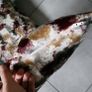 cushions x2 Image 3