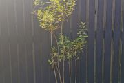 XL Spiraea plant pink