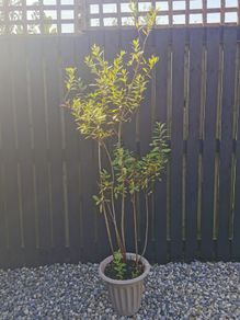 XL Spiraea plant pink