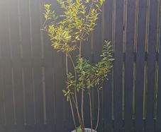 XL Spiraea plant pink