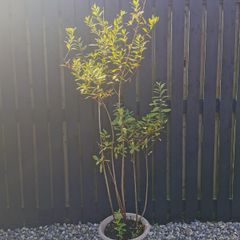 XL Spiraea plant pink