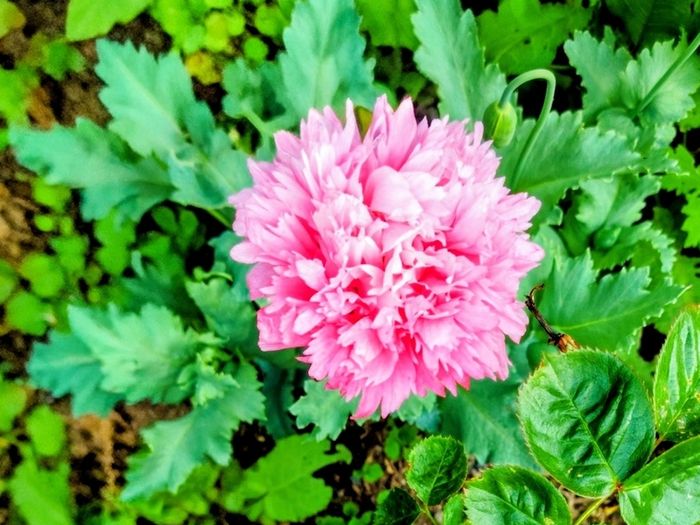 Pink Large Double Flowered Poppy