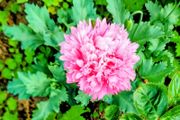 Pink Large Double Flowered Poppy