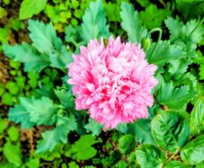 Pink Large Double Flowered Poppy