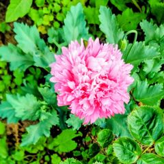 Pink Large Double Flowered Poppy