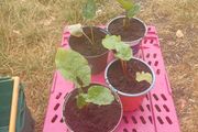 Rhubarb plants