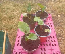 Rhubarb plants