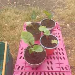 Rhubarb plants