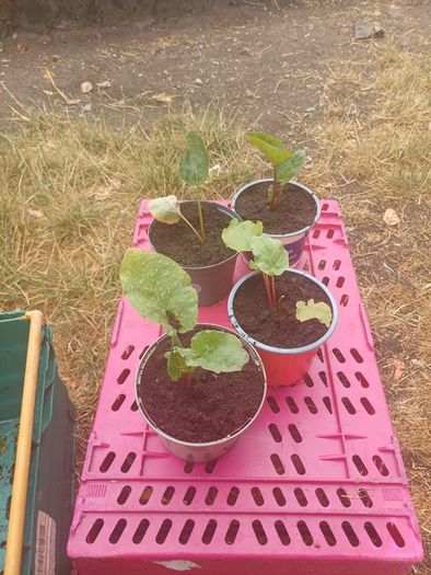 Rhubarb plants