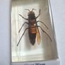 resin encased insects Image 8
