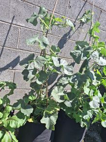 Cucumber Plant
