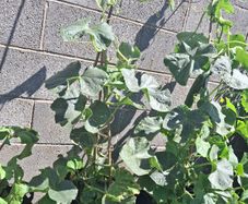 Cucumber Plant