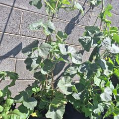 Cucumber Plant