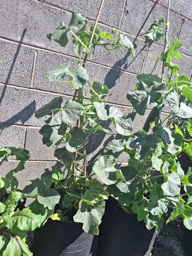 Cucumber Plant