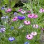 (N) Love-in-The-Mist Persian Jewel seeds 0.5g (approx. 210 seeds) (415601) Image 3