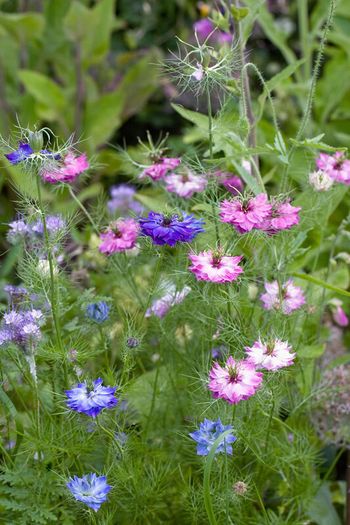 (N) Love-in-The-Mist Persian Jewel seeds 0.5g (approx. 210 seeds) (415601)