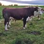Hereford bull Image 3