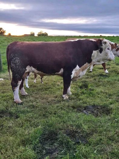Hereford bull