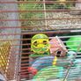Hamsters cage Image 7