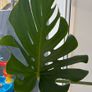 170 cm large Monstera Image 3