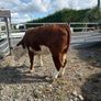Purebread Hereford heifer Image 3
