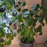 Cuban oregano.Mexican mint. Herb. Image 5