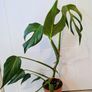 Monstera Burle Marxx flame Plant Image 3