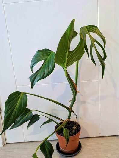 Monstera Burle Marxx flame Plant