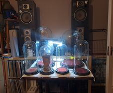 Vintage Glass Domes,Taxidermy or Interior Design.