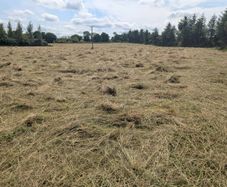 Grassy Rushes bedding