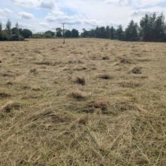 Grassy Rushes bedding
