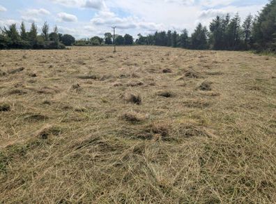 Grassy Rushes bedding