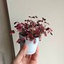 Oxalis vulcaniola Crazy Plum Image 3