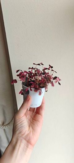 Oxalis vulcaniola Crazy Plum