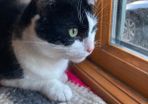 Female cat 5 yrs old