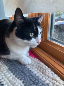 Female cat 5 yrs old