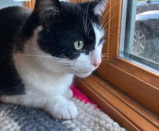 Female cat 5 yrs old