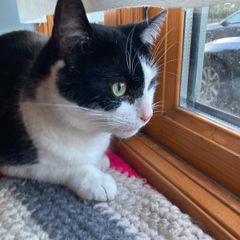 Female cat 5 yrs old