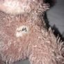 Small Collectable teddy bear Image 2