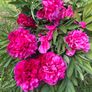 Peony flower Image 3