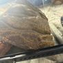 reptile tank Image 4