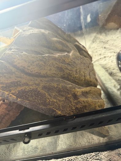 reptile tank
