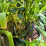 garden plants Image 4