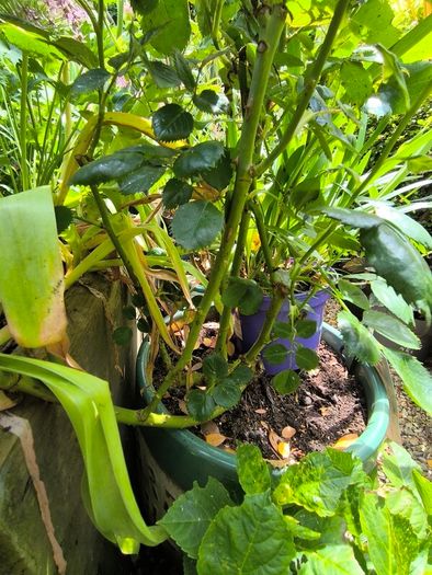 garden plants